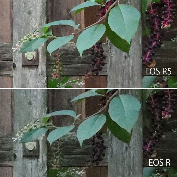 EOS R5 vs EOS R ノイズ比較（ISO25600）