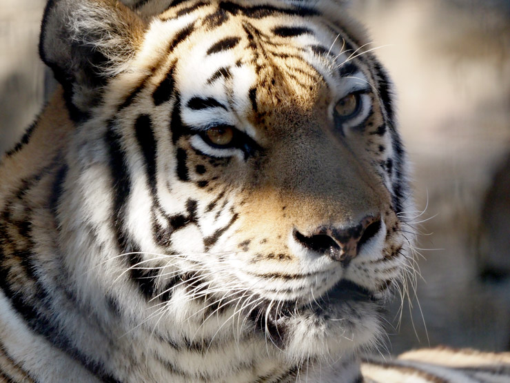 2022年は寅年！動物園に虎を撮りに行って来た 作例