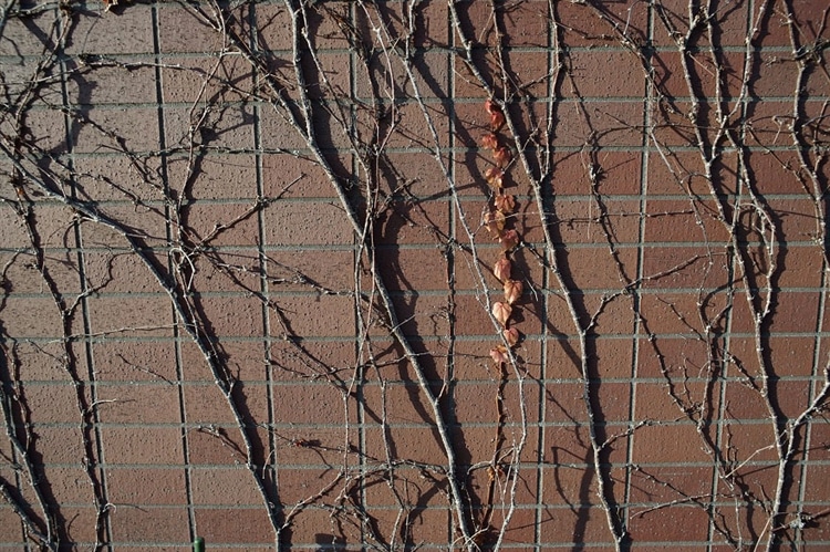 日当たりの良いレンガ塀に蔦？が上に伸びています。