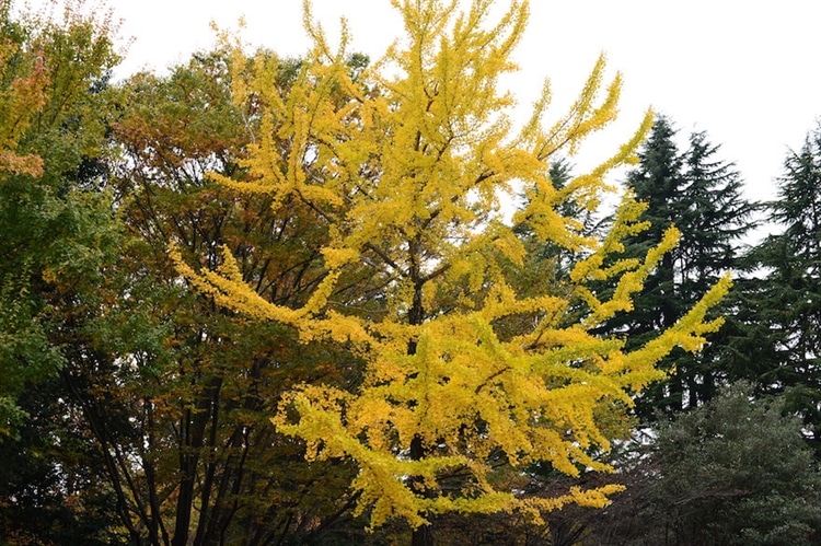 被写体探し-黄色い木