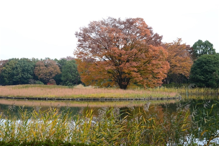 池に浮かぶ大きな木