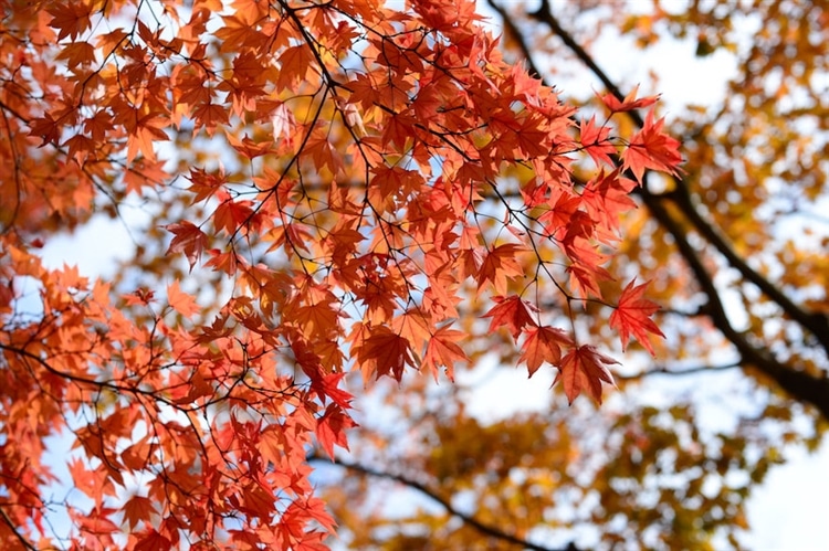 日本庭園のところ はちょうど紅葉に陽が当たって、人気スポットになっていました。