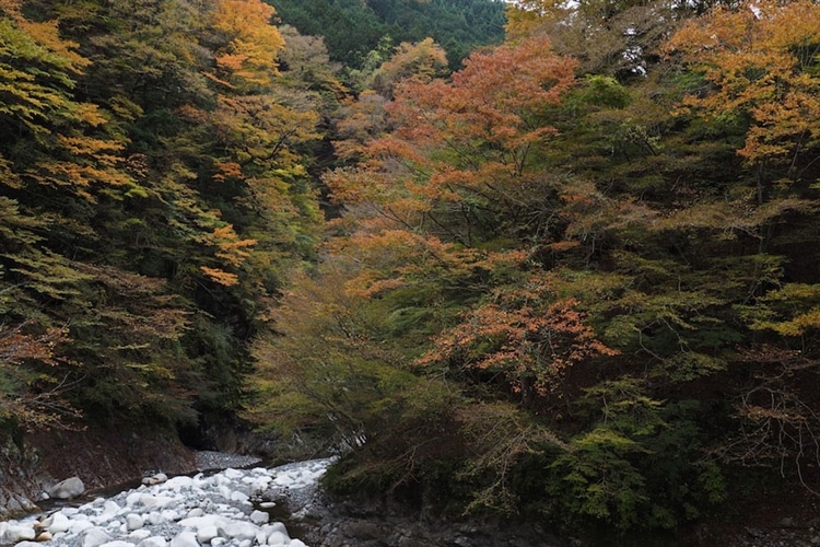 素晴らしい渓谷の紅葉