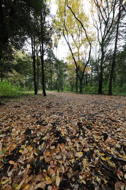 落ち葉が地面をいっぱいに覆 っていました
