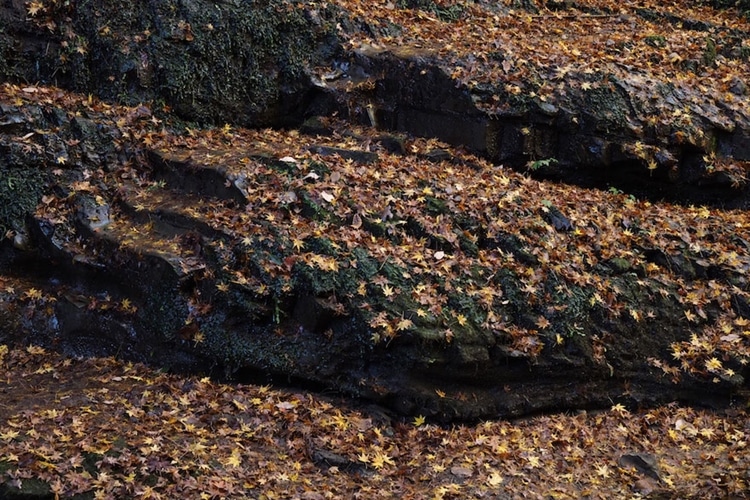 木々に散らばった落ち葉