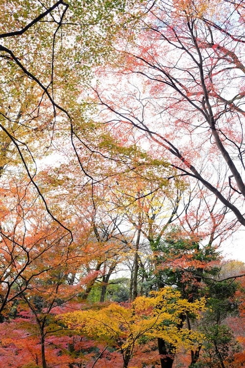 園内をてくてく歩いていると、様々な紅葉が姿を変えて現れます。