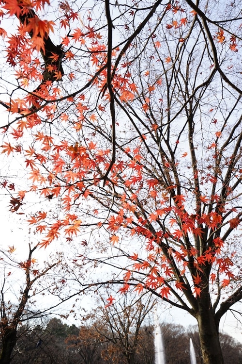 キレイに見える紅葉が残っているところを発見。