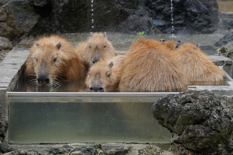 埼玉県こども動物自然公園の名物、カピバラ温泉