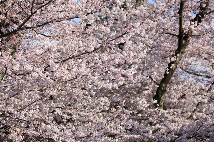桜が画面いっぱいに咲いているシーンを表現