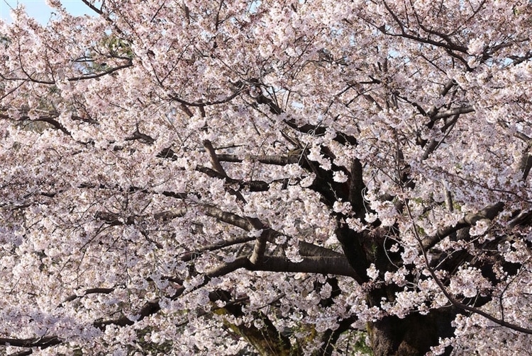 桜が元気に飛び出していくイメージで撮影