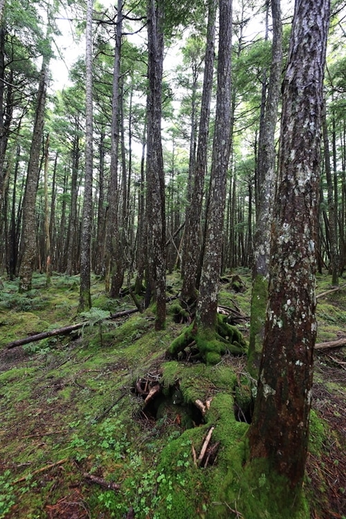 たくさんの木がにょきにょき伸びている、その広がり感をタテ位置で狙ったカット