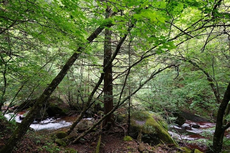 古い木々の向こうを流れる水の風景は、渓谷ならでは。