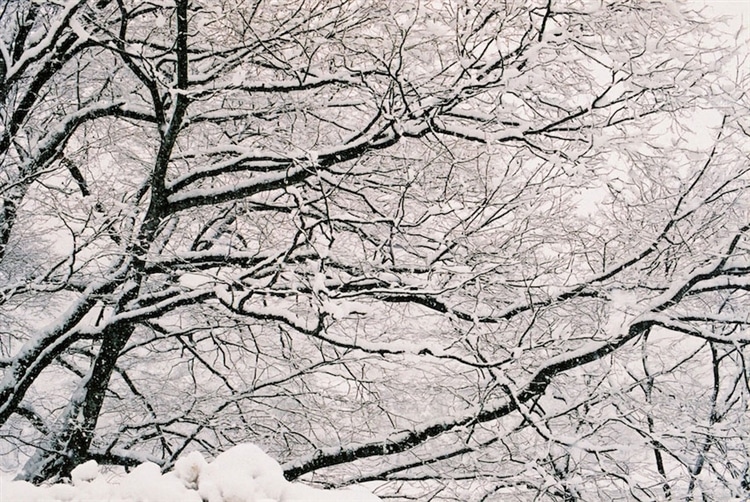 無数の小さな枝に雪が乗って、実に幻想的