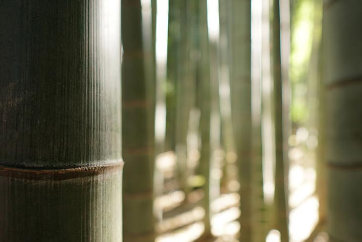 SONY α6300 + SIGMA 16mm F1.4 DC DN | Contemporaryで撮影した報国寺の竹林の画像