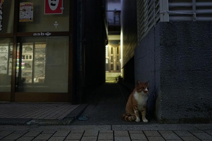 SONY α6300 + SIGMA 16mm F1.4 DC DN | Contemporaryで撮影した猫の画像