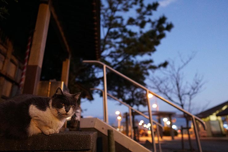 SONY α6300 + SIGMA 16mm F1.4 DC DN | Contemporaryで撮影した猫の画像2