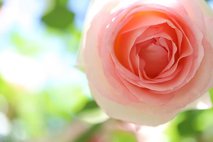 Canon EOS 6D Mark II + SIGMA 70mm F2.8 DG MACRO | Artで撮影したバラの画像