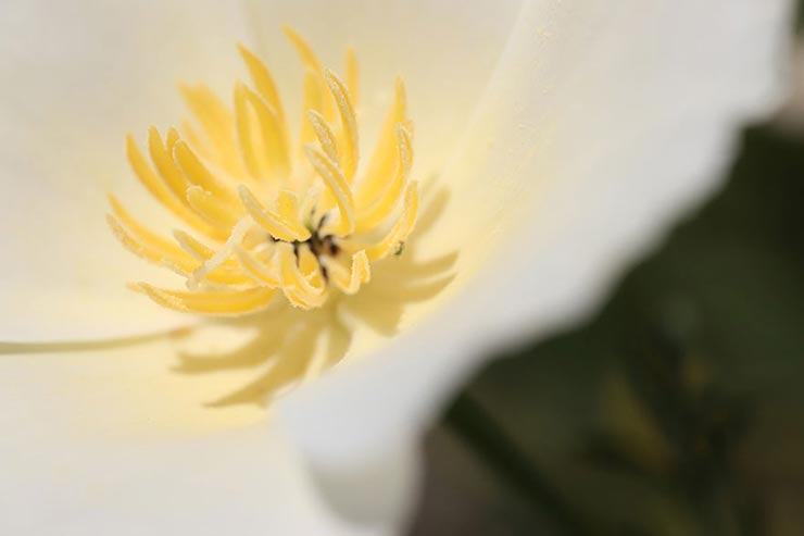 Canon EOS 6D Mark II + SIGMA 70mm F2.8 DG MACRO | Artで撮影した白い花の中心部の画像
