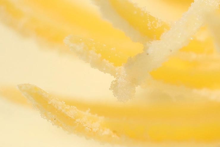 Canon EOS 6D Mark II + SIGMA 70mm F2.8 DG MACRO | Artで撮影した白い花の中心部の拡大画像