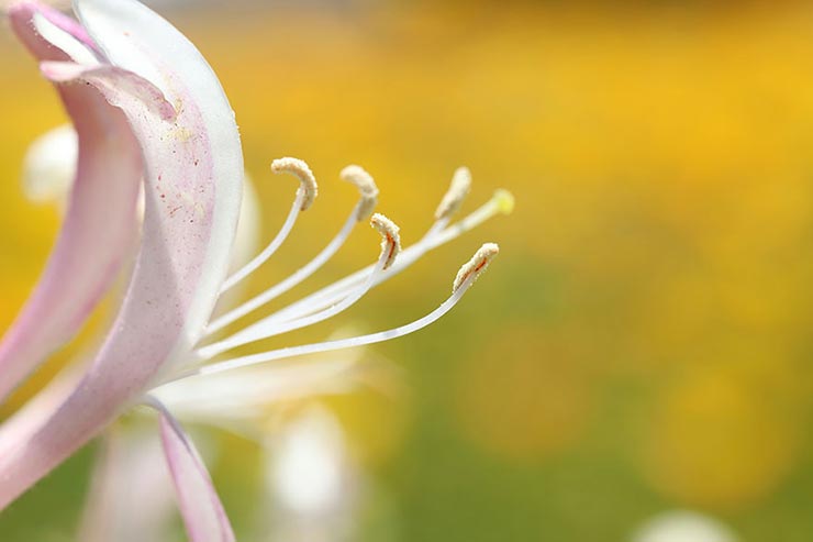 Canon EOS 6D Mark II + SIGMA 70mm F2.8 DG MACRO | Artで撮影したユリのめしべの画像