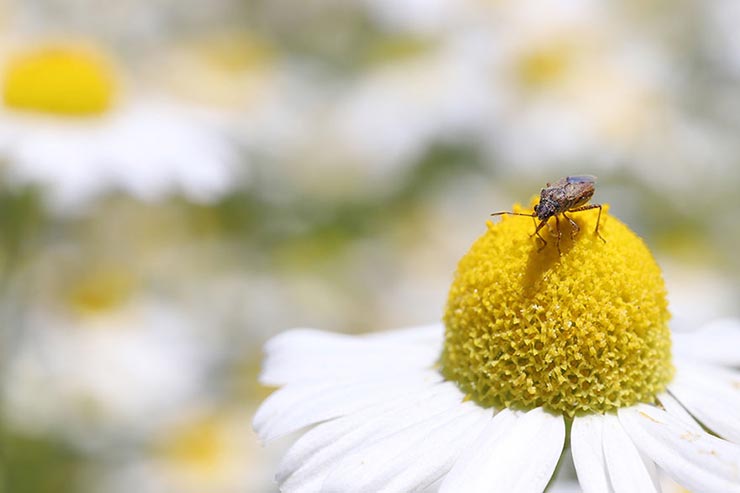 Canon EOS 6D Mark II + SIGMA 70mm F2.8 DG MACRO | Artで撮影した花の上に乗った蜂の画像