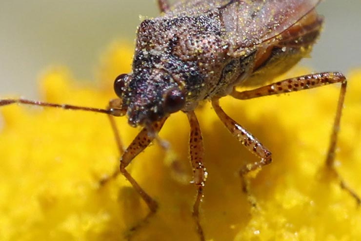 Canon EOS 6D Mark II + SIGMA 70mm F2.8 DG MACRO | Artで撮影した花の上に乗った蜂の拡大画像