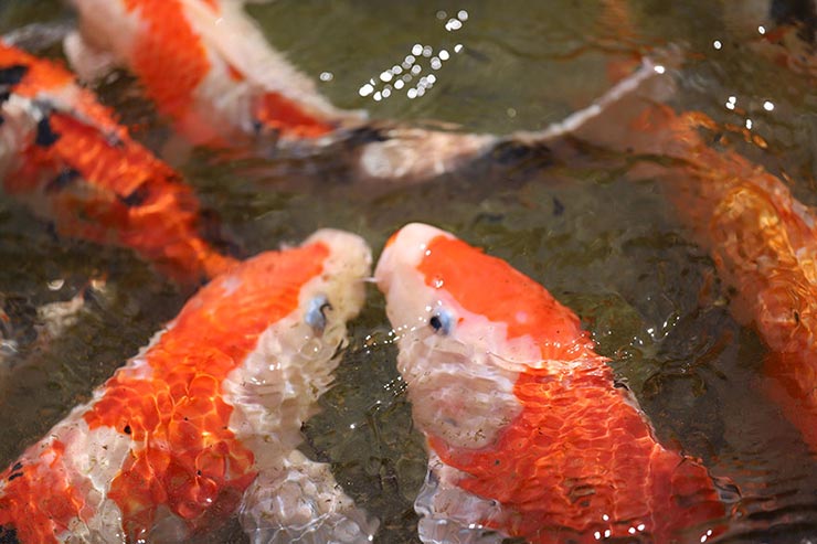 Canon EOS 6D Mark II + SIGMA 70mm F2.8 DG MACRO | Artで撮影した池の鯉の画像