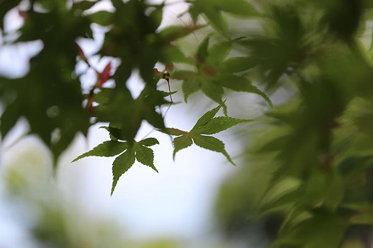 Canon EOS 6D Mark II + SIGMA 70mm F2.8 DG MACRO | Artで撮影したモミジの葉の画像