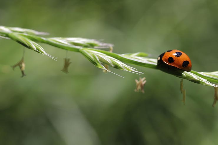 Canon EOS 6D Mark II + SIGMA 70mm F2.8 DG MACRO | Artで撮影したテントウムシの画像