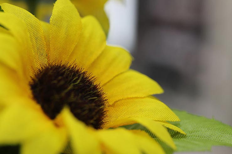 Canon EOS 5D MarkⅣ + 旧カミソリマクロで撮影した造花の画像