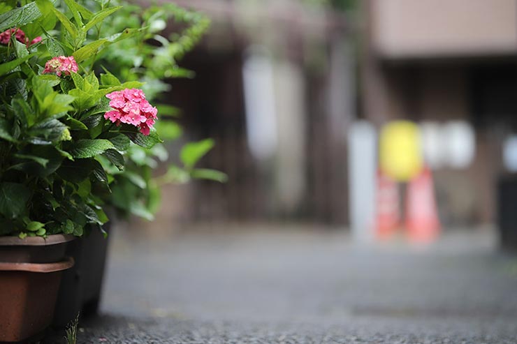 Canon EOS 6D Mark II + SIGMA 105mm F1.4 DG HSM | Artで撮影した鉢植えと道路の画像