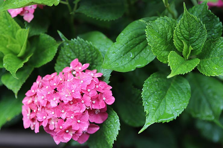 Canon EOS 6D Mark II + SIGMA 105mm F1.4 DG HSM | Artで撮影したアジサイの画像