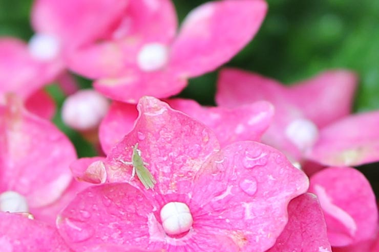 Canon EOS 6D Mark II + SIGMA 105mm F1.4 DG HSM | Artで撮影したアジサイの拡大画像