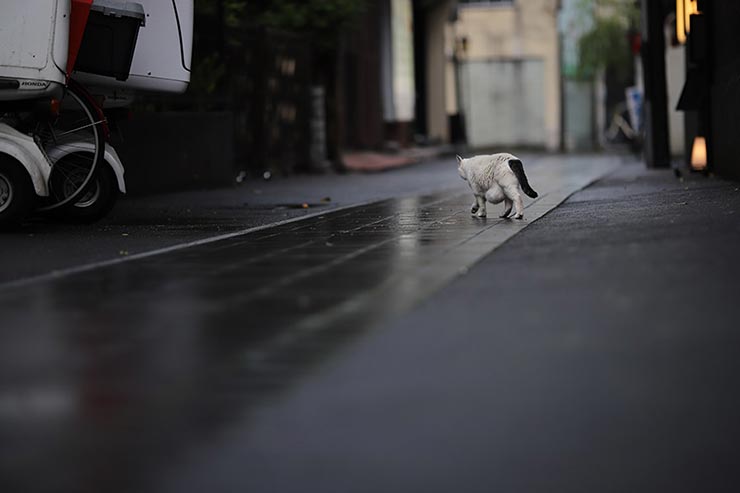 Canon EOS 6D Mark II + SIGMA 105mm F1.4 DG HSM | Artで撮影した猫の画像