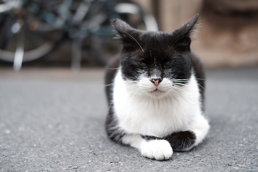 FUJIFILM X-T100で撮影した猫の画像