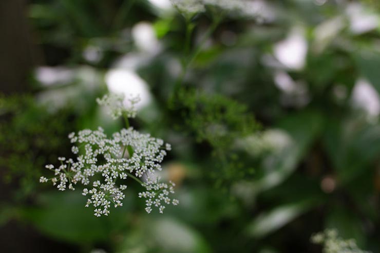 FUJIFILM XF10で撮影した山野草の花の画像