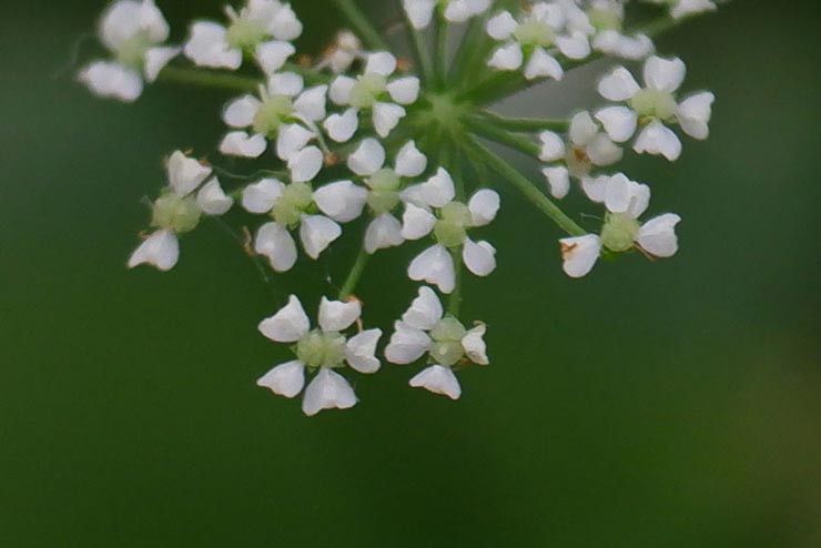 FUJIFILM XF10で撮影した山野草の花の拡大画像