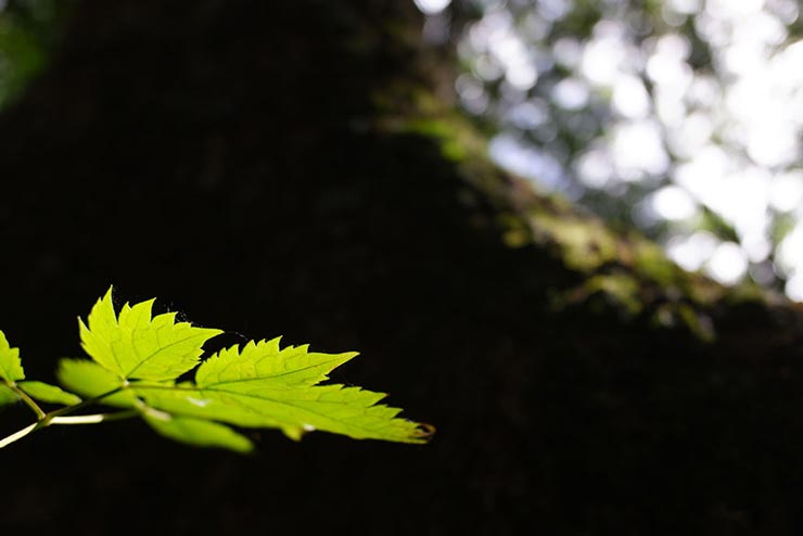 FUJIFILM XF10で撮影した葉の画像