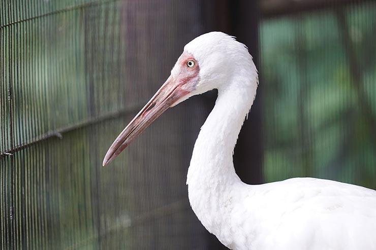 SONY α9　1/500　f2.8　ISO2000　露出補正±0　焦点距離400mmで撮影した作例1