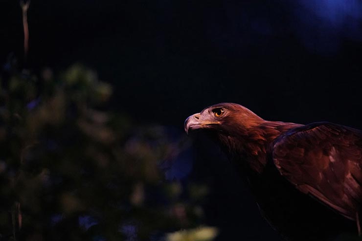 SONY α9　1/500　f2.8　ISO12800　露出補正-1.7　焦点距離400mmの作例10
