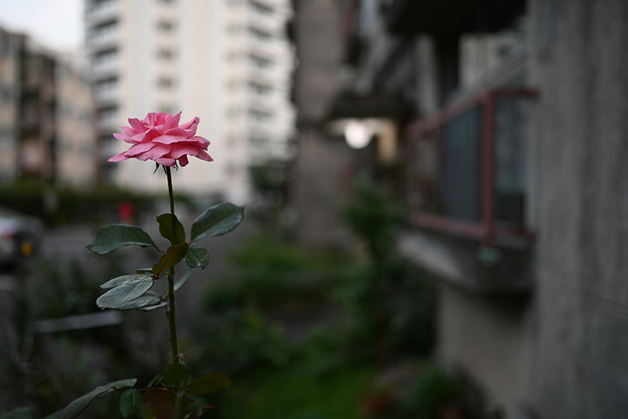 Nikon Z7 + Nikon NIKKOR Z 35mm f/1.8 Sで撮影したピンクの花の画像