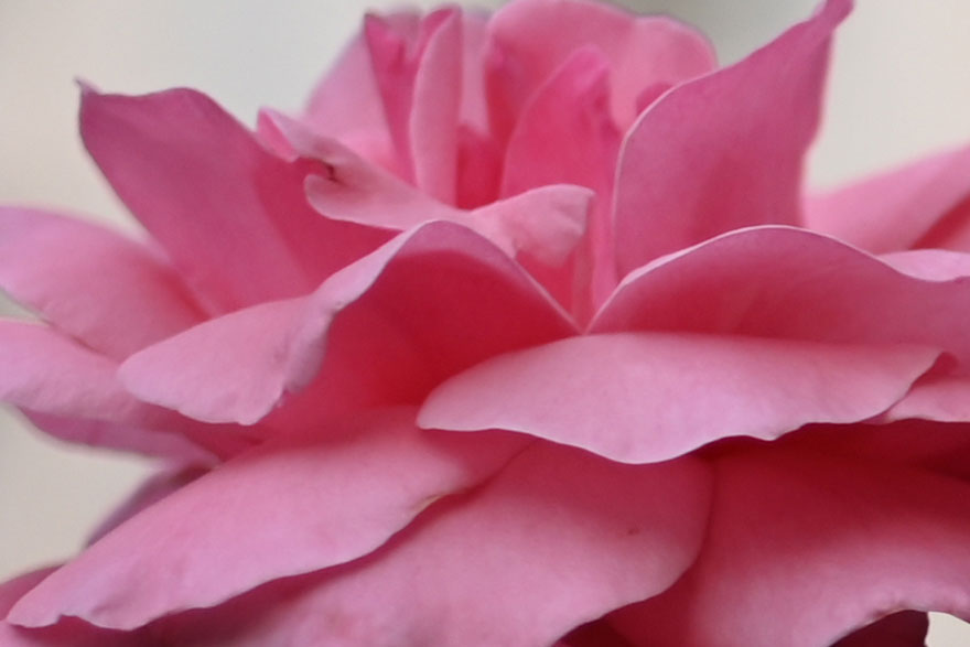 Nikon Z7 + Nikon NIKKOR Z 35mm f/1.8 Sで撮影したピンクの花の拡大画像