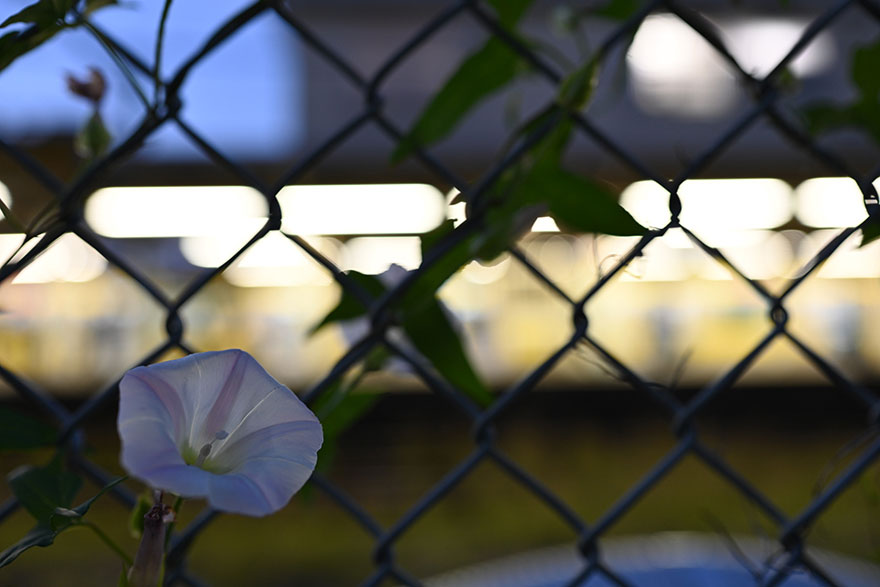 Nikon Z7 + Nikon NIKKOR Z 35mm f/1.8 Sで撮影した薄ピンクの花の画像