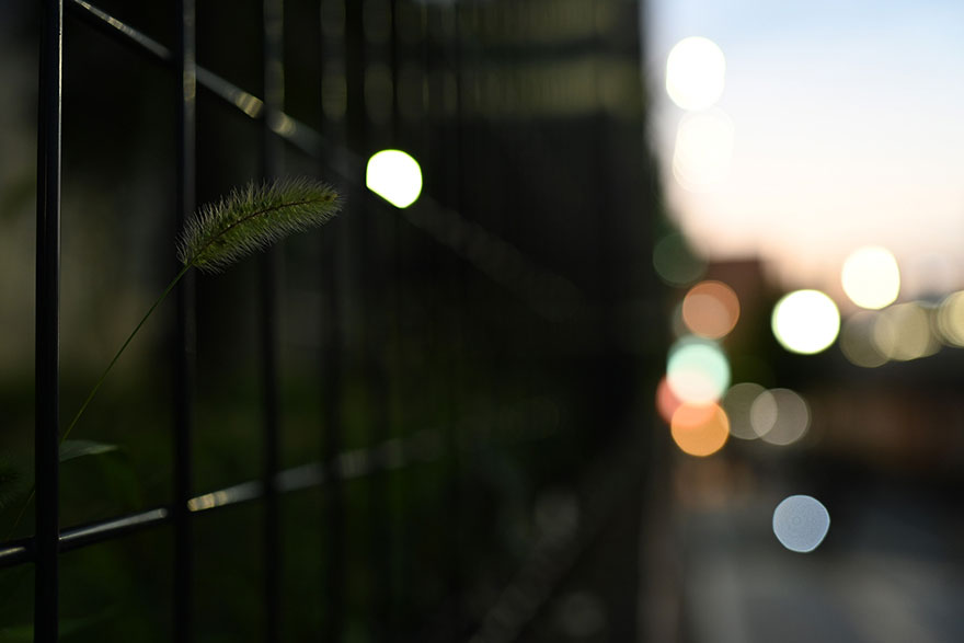Nikon Z7 + Nikon NIKKOR Z 35mm f/1.8 Sで撮影したねこじゃらしの画像