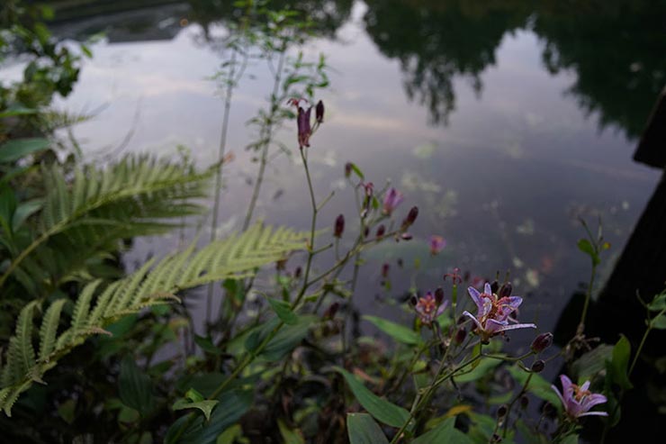 SONY α7RIII+Voigtlander COLOR-SKOPAR 21mm F3.5 Aspherical E-mount で撮影した池の画像