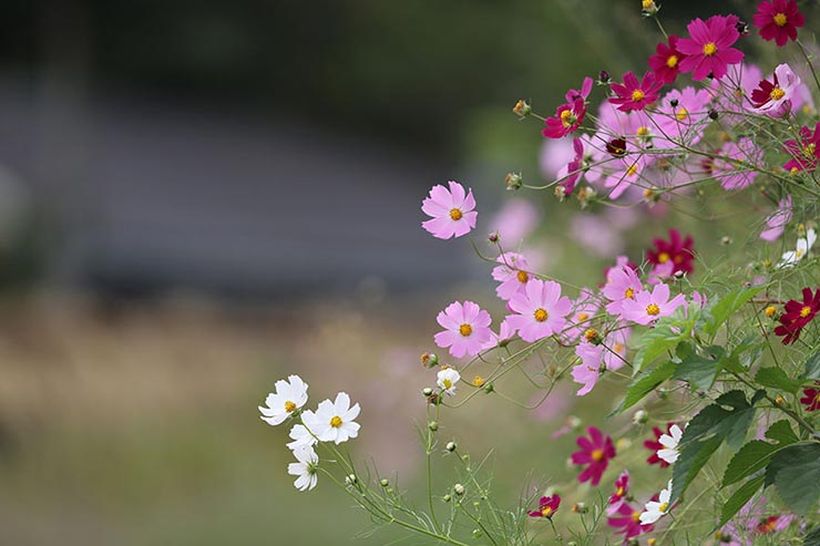 Canon EOS5D MarkIV　1/640　f6.3　ISO400　露出補正±0　焦点距離600mmで撮影した花の画像