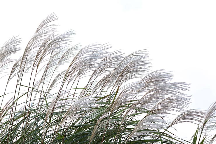 Canon EOS5D MarkIV　1/160　f6.3　ISO200　露出補正+2.7　焦点距離179mmで撮影したススキの画像