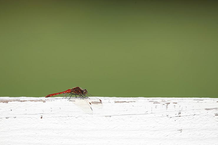 Canon EOS5D MarkIV　1/640　f7.1　ISO125　露出補正+0.3　焦点距離600mmで撮影したトンボの画像