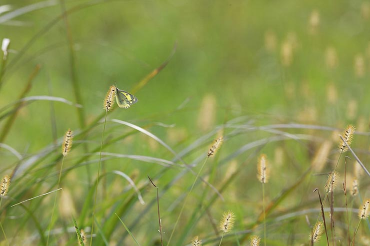 Canon EOS5D MarkIV　1/500　f11　ISO2000　露出補正+0.3　焦点距離600mmで撮影したチョウの画像