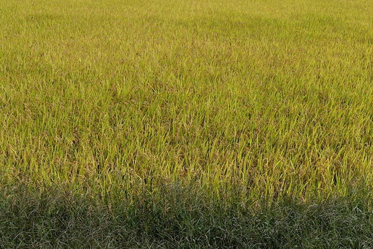 Panasonic LX100 IIで撮影した稲畑の画像